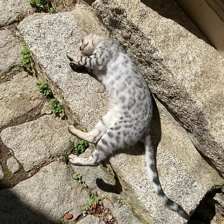 Le Cocon Bord De * Belgodère