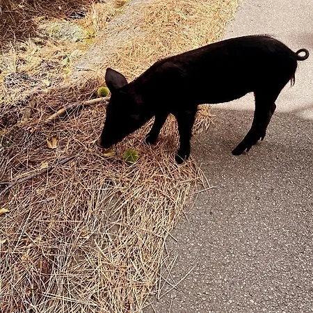 Apartamento Le Cocon Bord De Belgodère